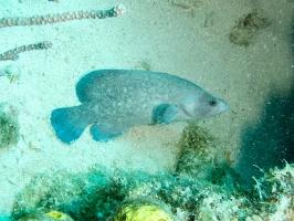 Soapfish IMG 7290